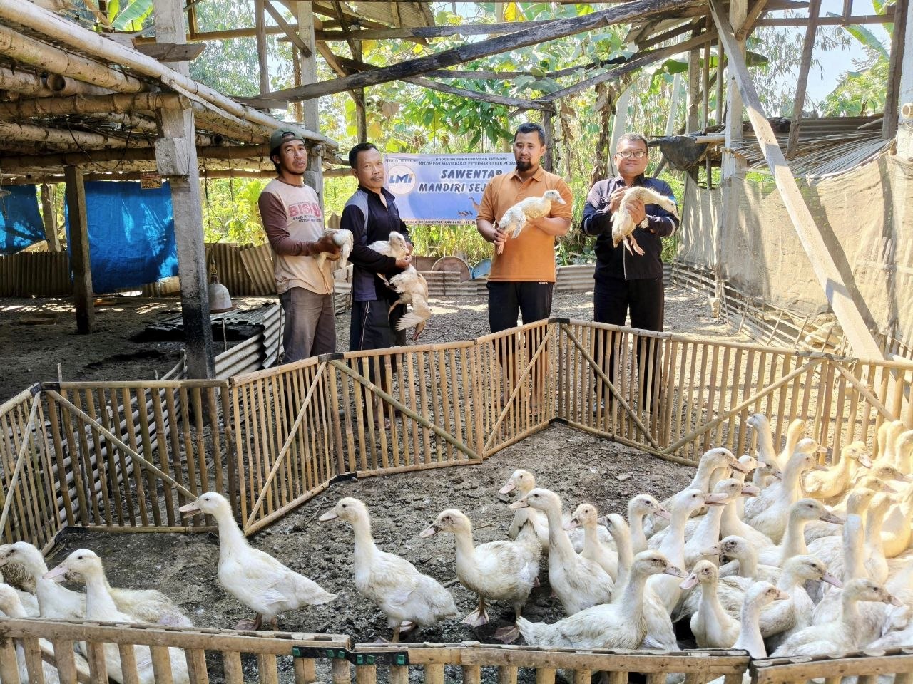 Panen Kedua Kalinya, Monitoring LMI di Kelompok Masyarakat Peternak Bebek (KMPB) Sawentar Mandiri Sejahtera Hasilkan 175 Ekor Bebek